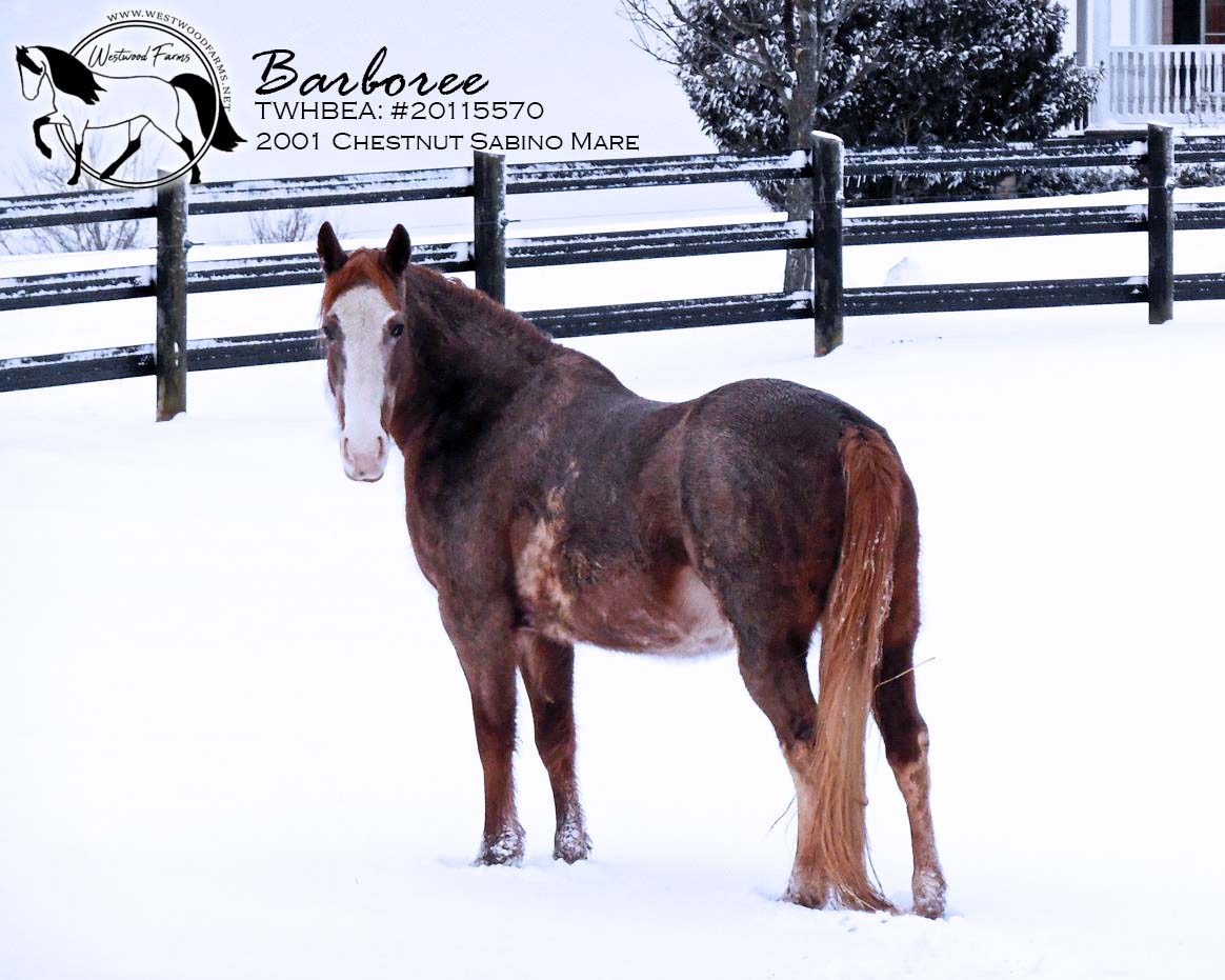 Barboree Winter 2014