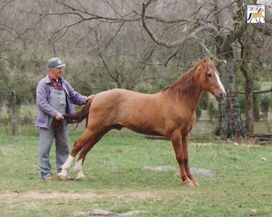 Red Bud's Rascal in 1992