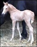 2013 Palomino Filly