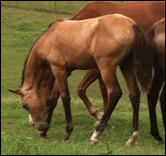 2012 Buckskin Colt