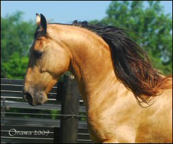 Gambler in 2009 by Onawa Cutshell (horsepix.net)