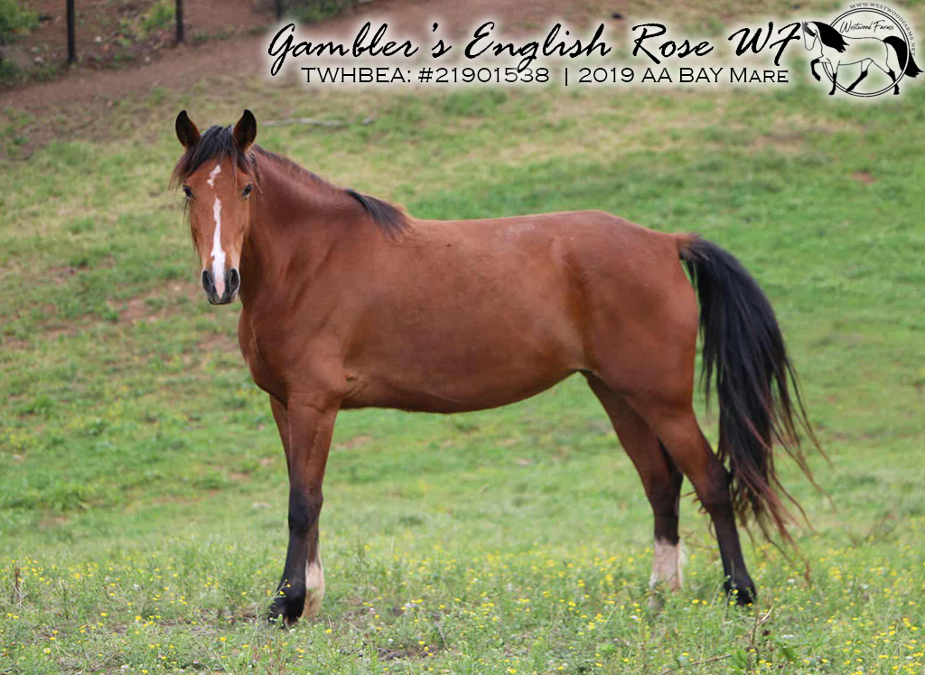 Gambler's English Rose WF