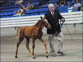 Gambler's Outlaw with Robert Nelm at the 2008 TWH National Celebration