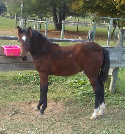 Rosebud's Gambler Filly